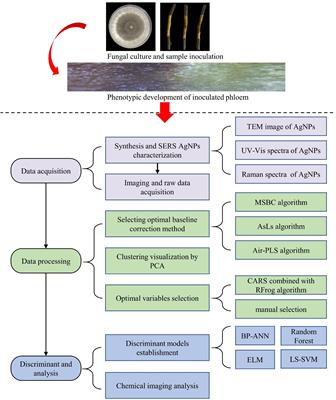 Surface-Enhanced Raman Scattering Spectroscopy Combined With Chemical Imaging Analysis for Detecting Apple Valsa Canker at an Early Stage